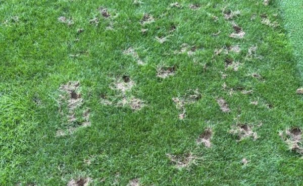 外媒：瑞士日内瓦运动场  迸发  严重鼠患问题，或影响世界杯